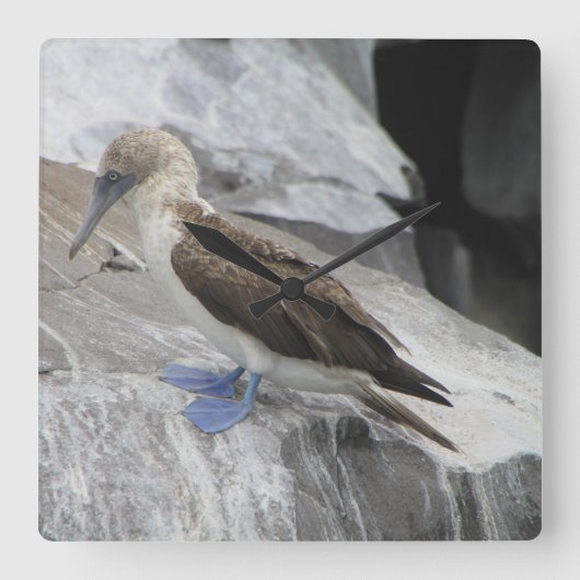 Vogelklok Vierkante Klok (Voorkant)