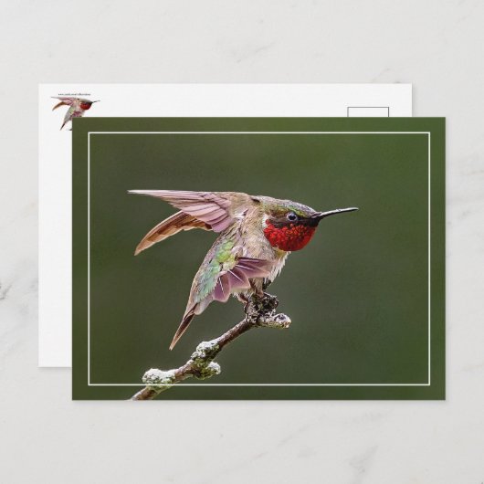 Vogelkolibries Briefkaart (Voorkant / Achterkant)