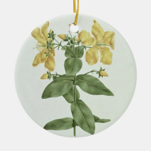 Vogelkoorts (Hypericum quartinianum) (m/c boven de Keramisch Ornament (Voorkant)