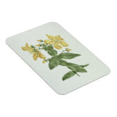 Vogelkoorts (Hypericum quartinianum) (m/c boven de Magneet (Rechterzijde)