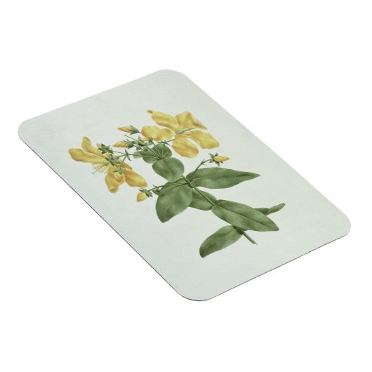 Vogelkoorts (Hypericum quartinianum) (m/c boven de Magneet (Rechterzijde)