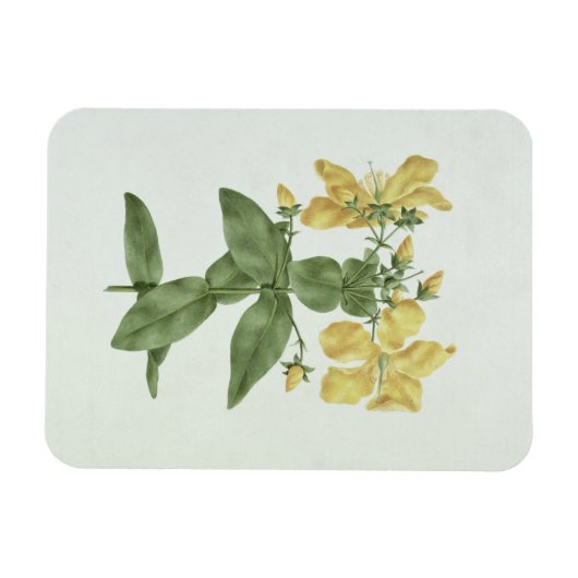 Vogelkoorts (Hypericum quartinianum) (m/c boven de Magneet (Horizontaal)