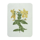 Vogelkoorts (Hypericum quartinianum) (m/c boven de Magneet (Verticaal)