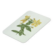 Vogelkoorts (Hypericum quartinianum) (m/c boven de Magneet (Linkerzijde)