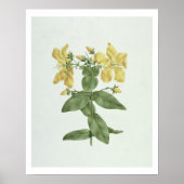 Vogelkoorts (Hypericum quartinianum) (m/c boven de Poster (Voorkant)