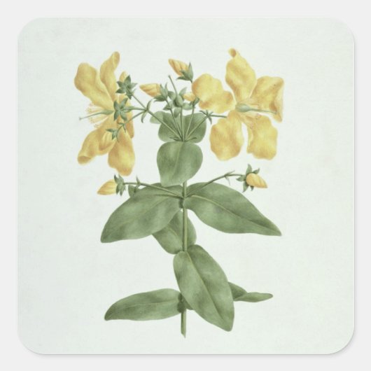 Vogelkoorts (Hypericum quartinianum) (m/c boven de Vierkante Sticker (Voorkant)