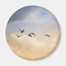 Vogelkoppel tijdens de vlucht