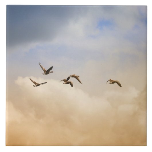 Vogelkoppel tijdens de vlucht tegeltje (Voorkant)