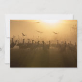 Vogelkudde van Cranes bij het Agamon HaHula, Israë Bedankkaart (Voorkant)