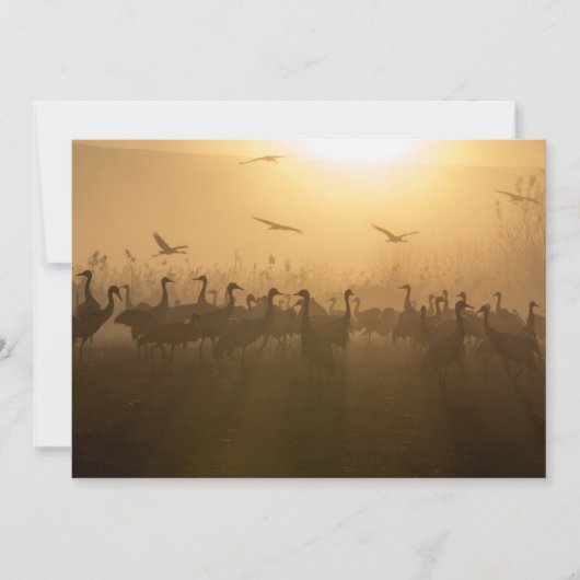 Vogelkudde van Cranes bij het Agamon HaHula, Israë Bedankkaart (Voorkant)