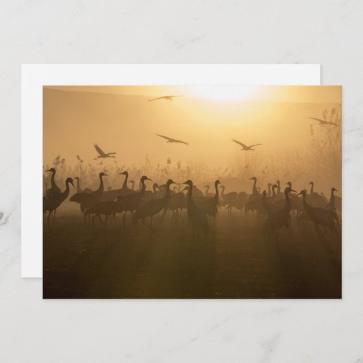 Vogelkudde van Cranes bij het Agamon HaHula, Israë Bedankkaart (Voorkant / Achterkant)