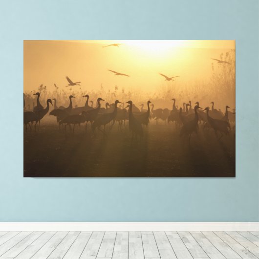 Vogelkudde van Cranes bij het Agamon HaHula, Israë Canvas Afdruk (Insitu (Houten vloer))