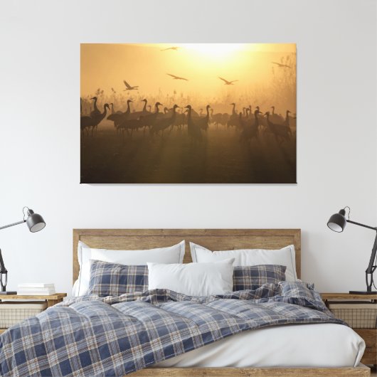 Vogelkudde van Cranes bij het Agamon HaHula, Israë Canvas Afdruk (Insitu (Slaapkamer))
