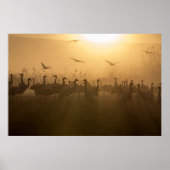Vogelkudde van Cranes bij het Agamon HaHula, Israë Poster (Voorkant)