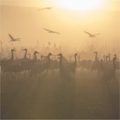 Vogelkudde van Cranes bij het Agamon HaHula, Israë Sticker (Voorkant)