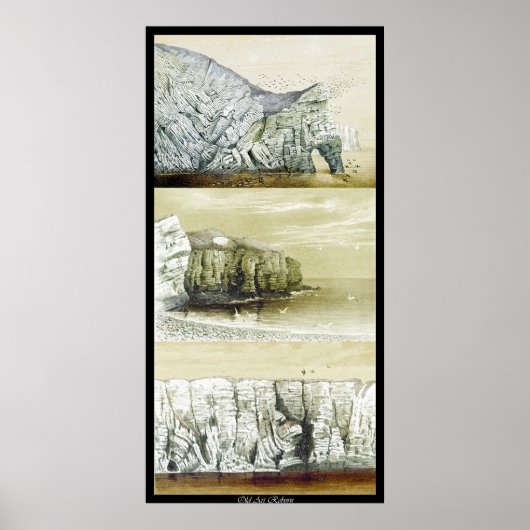 Vogelleven Poster ~ Cliff Habitat (Voorkant)