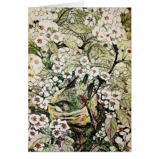 VOGELNEST, BEKIJKEN MET BROEIENDE WITTE SPRINGSTRO (Voorkant)