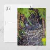 vogelnest briefkaart (Voorkant / Achterkant)