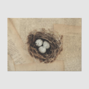 Vogelnest Oud Antiek Retro Bruine Eieren Tissuepapier