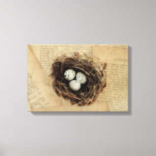 Vogelnest Oude Antieke Retro Bruine Eieren Canvas Afdruk