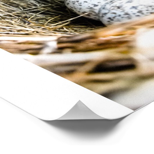 Vogelnest Poster (Hoek)