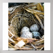 Vogelnest Poster (Voorkant)