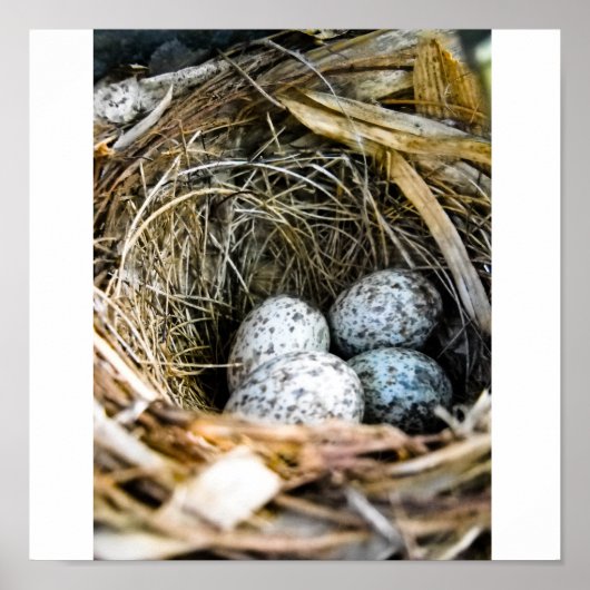 Vogelnest Poster (Voorkant)