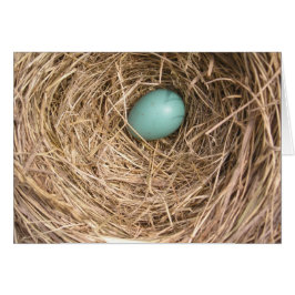 Vogelnest (West-Virginia)