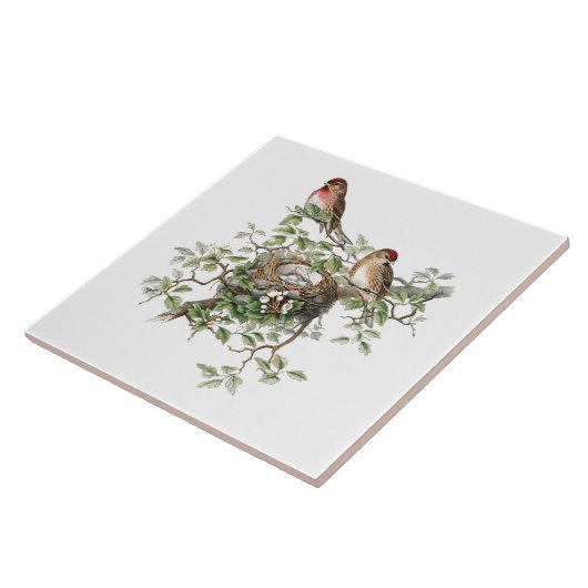 Vogelnestachtergrond Tegeltje (Zijkant)