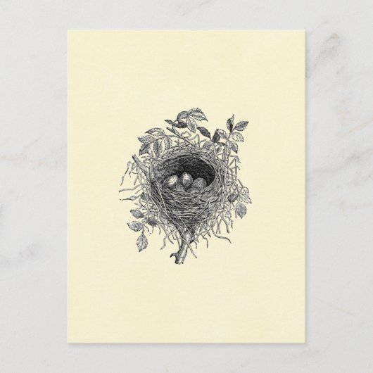 vogelnestillustratie briefkaart (Voorkant)