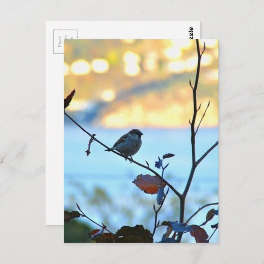 Vogelobservatie Briefkaart (Voorkant / Achterkant)