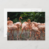 Vogelobservatie Briefkaart (Voorkant / Achterkant)