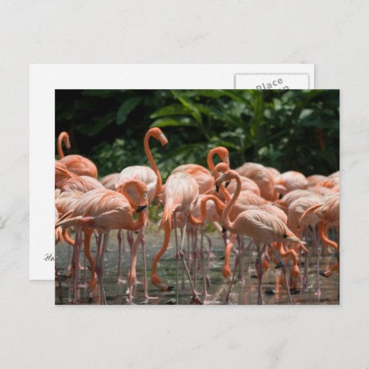 Vogelobservatie Briefkaart (Voorkant / Achterkant)