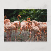 Vogelobservatie Briefkaart (Voorkant)