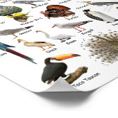Vogelonderwijs Poster (Hoek)