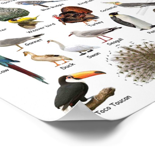 Vogelonderwijs Poster (Hoek)