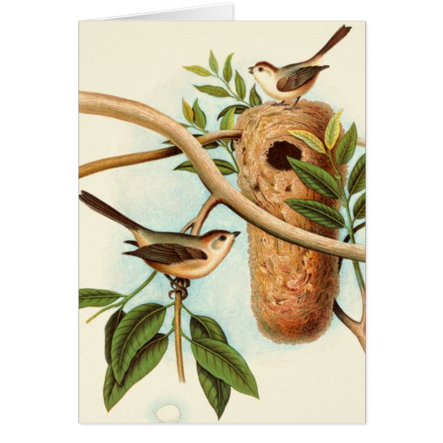 Vogelpaar op een nestveld op een tak (Voorkant)