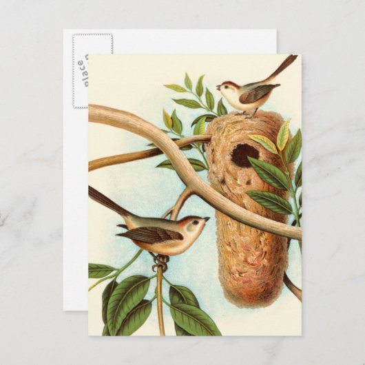 Vogelpaar op een nestveld op een tak briefkaart (Voorkant / Achterkant)