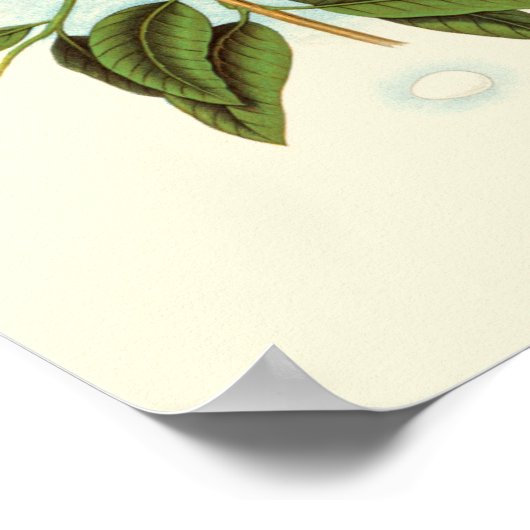 Vogelpaar op een nestveld op een tak poster (Hoek)