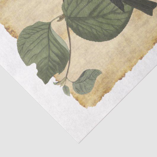 Vogelpapier 33 Ontkoppeling Tissuepapier (Detail)