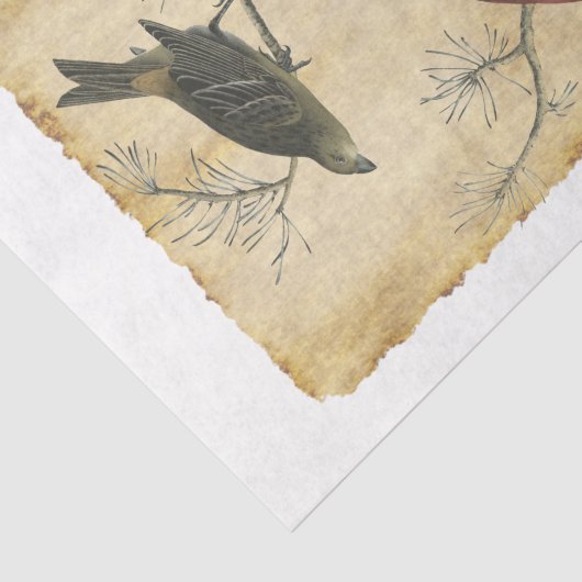 Vogelpapier 34 Ontkoppeling Tissuepapier (Detail)