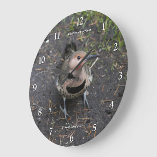 Vogelperspectief van de Noordelijke Flicker Specht Grote Klok