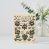 vogelpest eierafbeelding - postkaart (Staand voorkant)