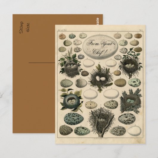  vogelpest eierafbeelding - postkaart (Voorkant / Achterkant)