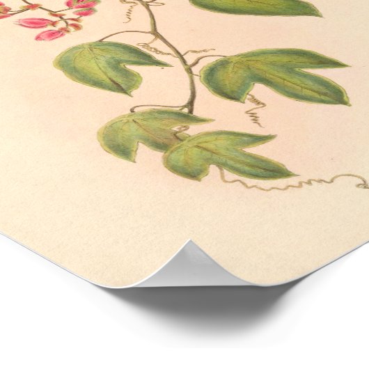  vogelplukkers poster (Hoek)