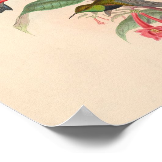 vogelplukkers poster (Hoek)