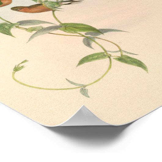 vogelplukkers poster (Hoek)