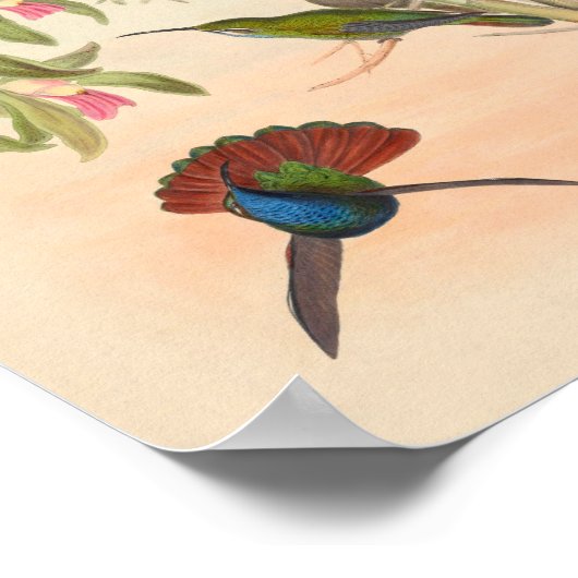  vogelplukkers poster (Hoek)