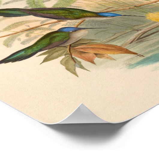 vogelplukkers poster (Hoek)