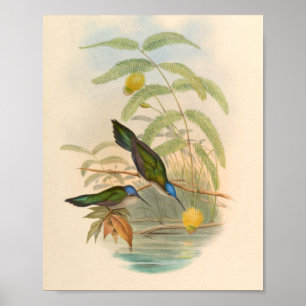 vogelplukkers poster